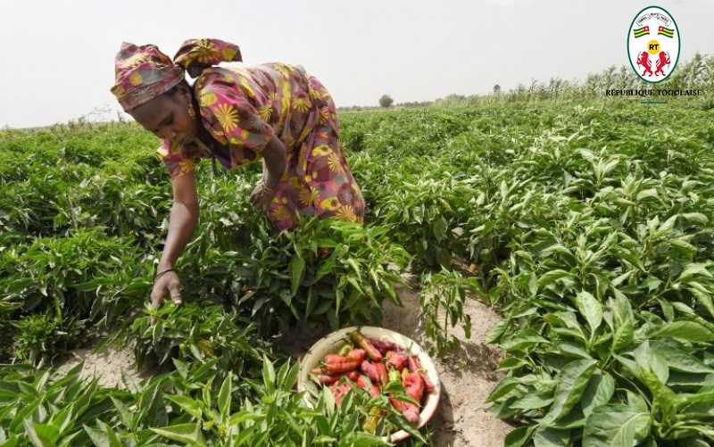 L'agriculture togolaise face à ses problèmes