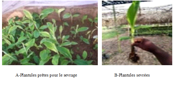 Sevrage des explants 