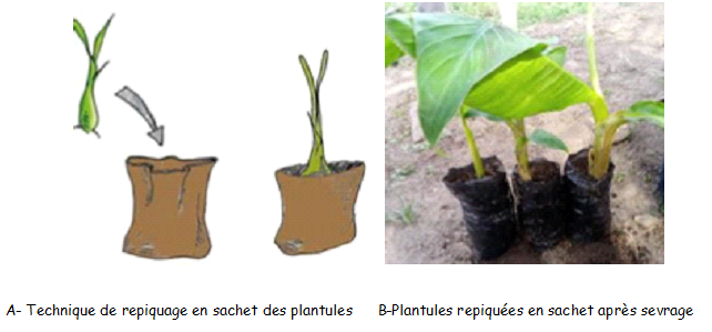 Repiquage des plantules   