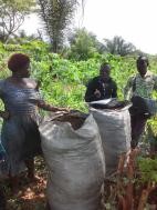 Séchage et conditionnement du compost mûr