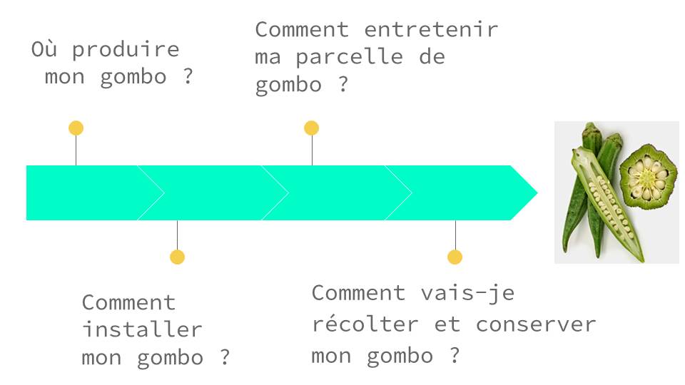 les étapes de culture de gombo