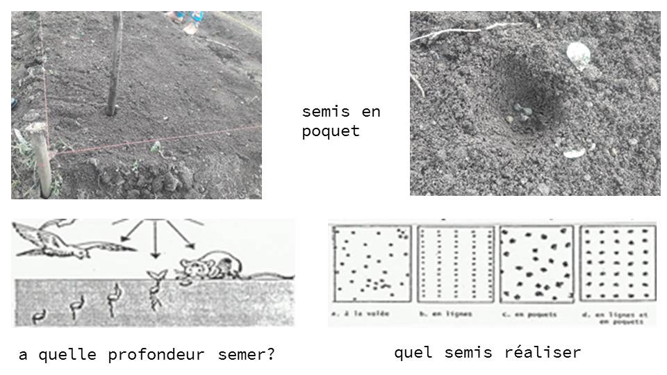 quel semis réaliser ?