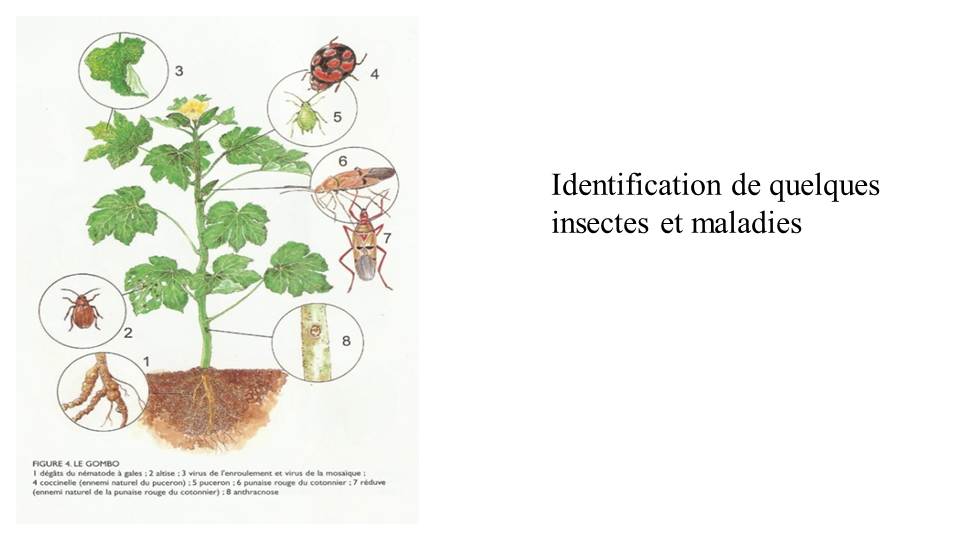 Identification de quelques insectes et maladies