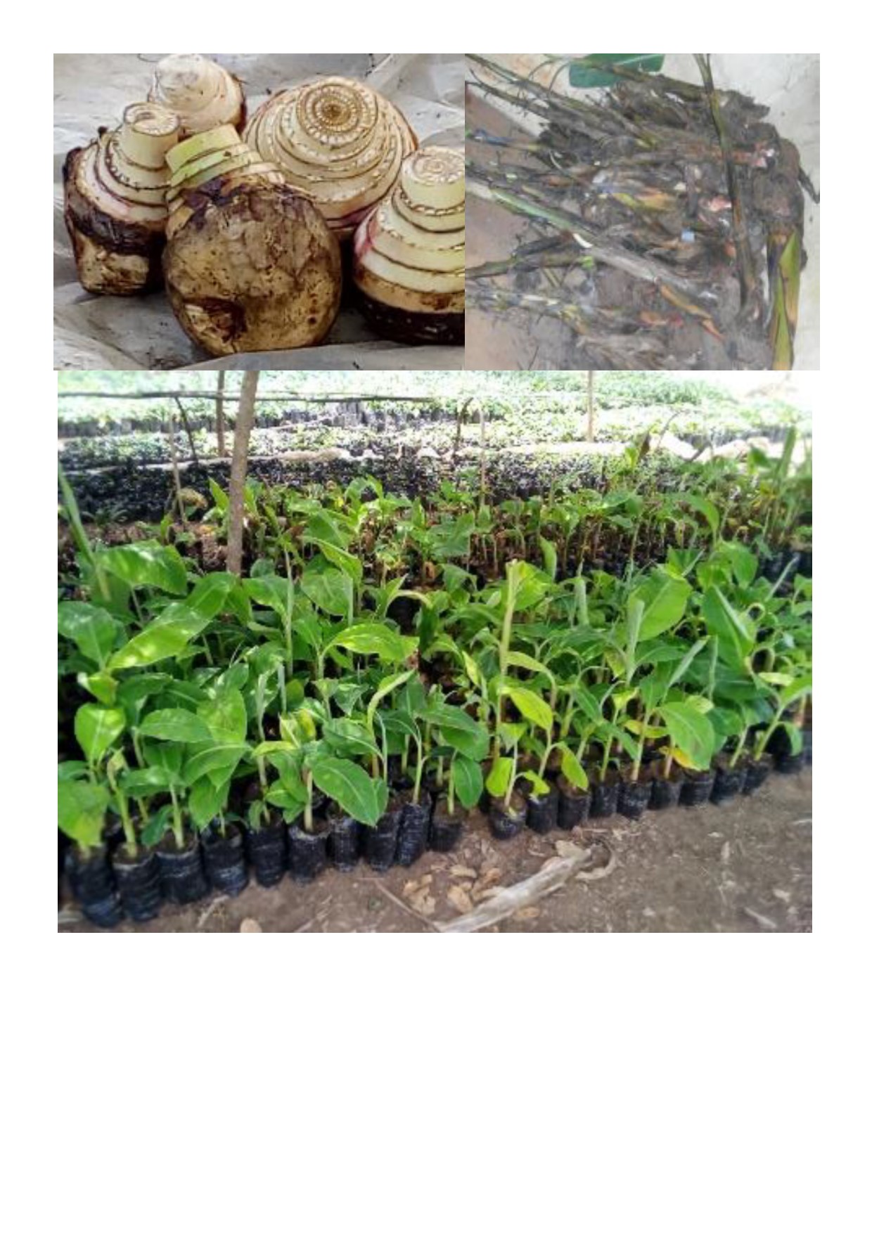 BIEN MULTIPLIER EN MASSE LES PLANTS DE BANANIERS PLANTAINS