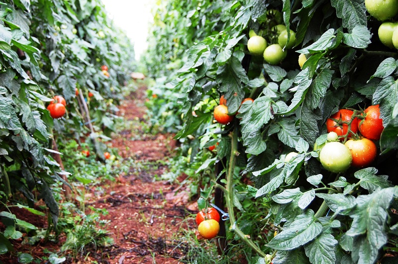 Culture de la Tomate (Lycopersicum esculentum)