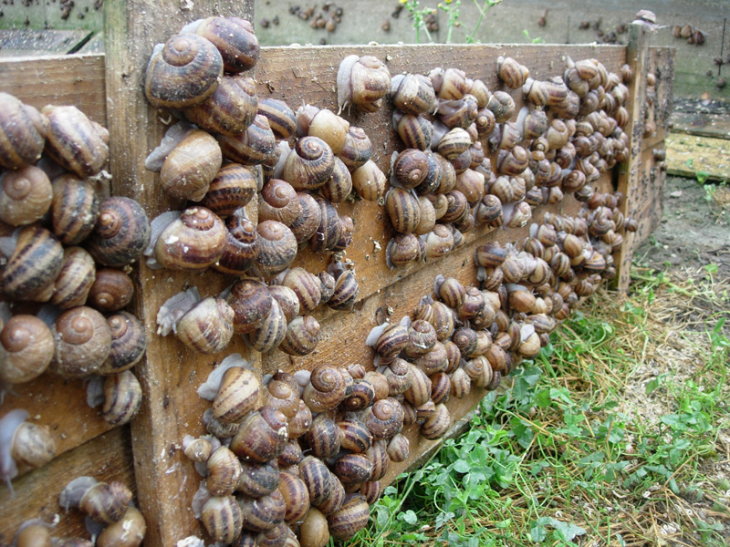 Élevage des Escargots au Togo : Une activité génératrice de revenus 