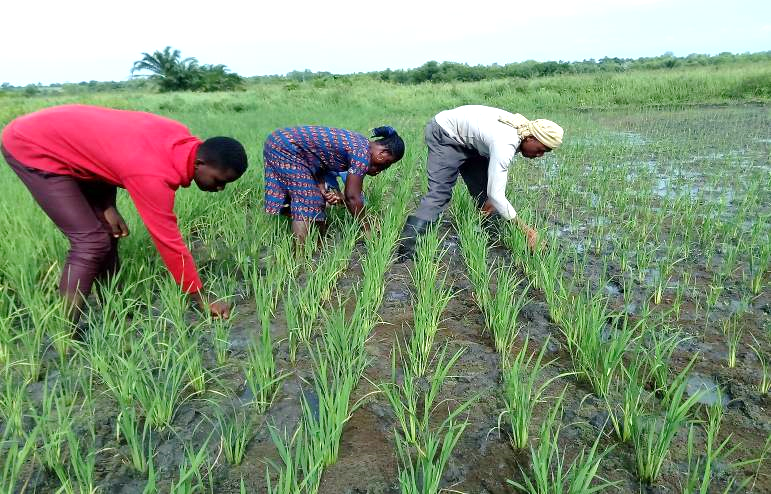 PRODUCTEURS ! PRODUCTRICES ! UTILISEZ LA TECHNIQUE SRI POUR AUGMENTER VOS  RENDEMENTS DE CULTURE DE RIZ ET VOS REVENUS 