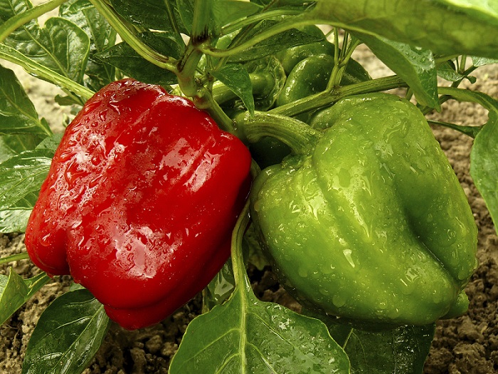 Culture du Poivron (Capsicum annun) Biologique