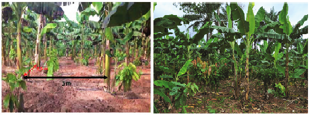 Bien associer les bananiers plantains aux cacaoyers